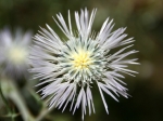 Blume - aber wie heisst sie?